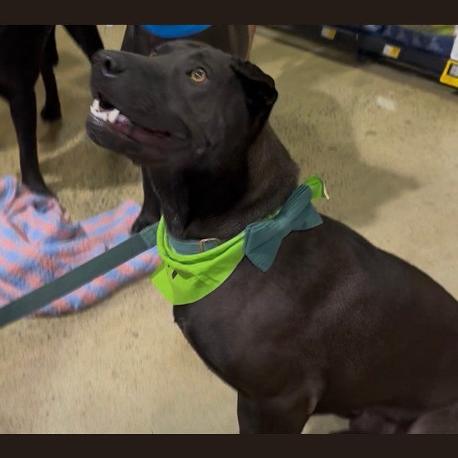 Photo of Bullet 