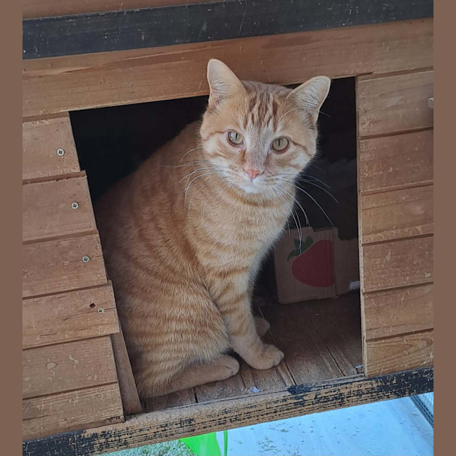 Photo of Ludo