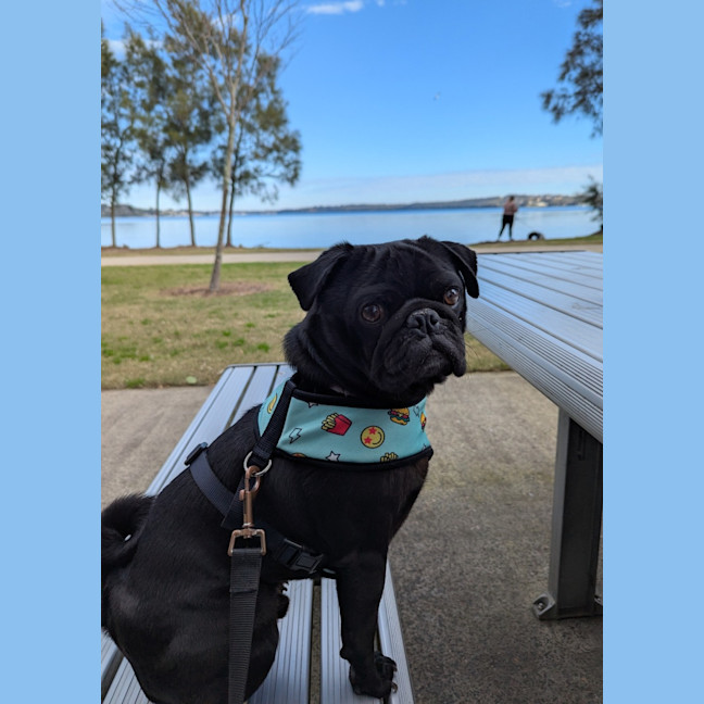 Photo of Buttons   4 Year Old French Bulldog X Pug