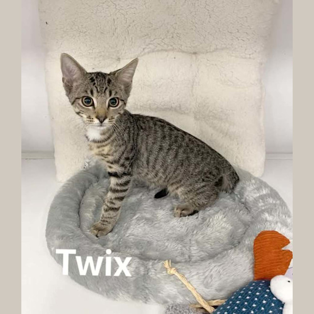 Photo of Twix