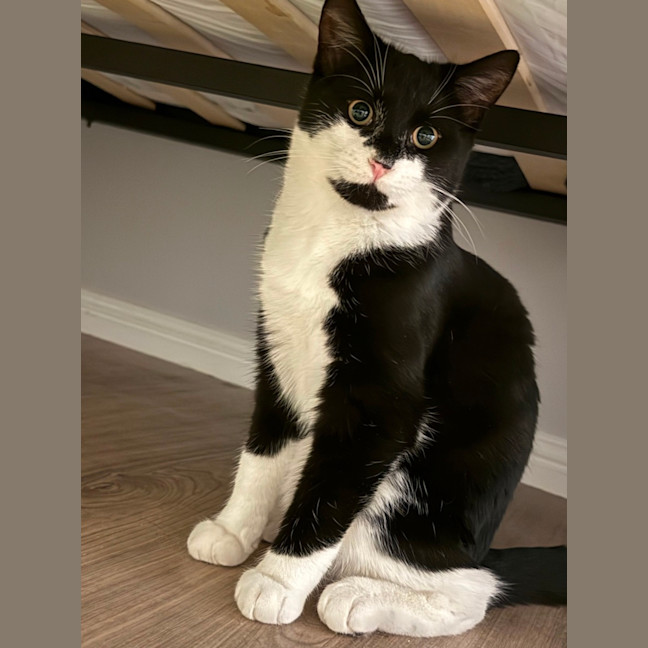 Photo of Ozzie 