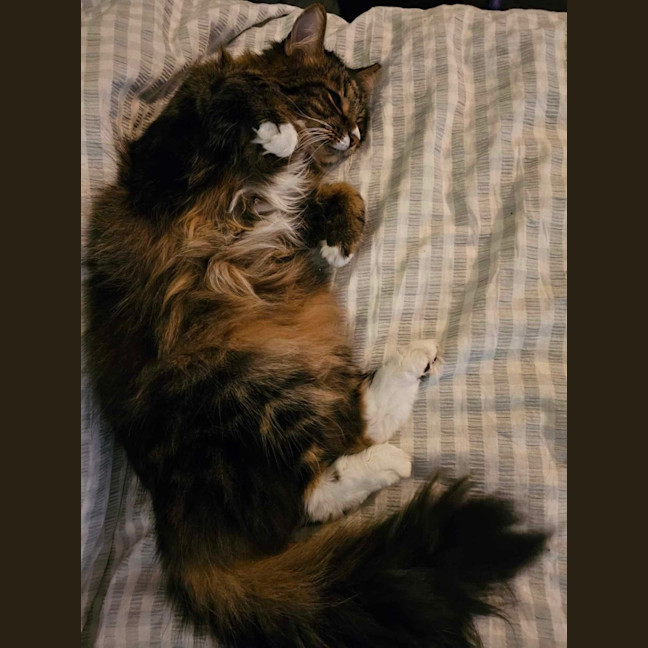 Photo of Nugget & Bellatrix 