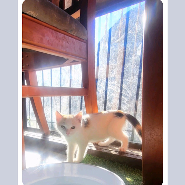 Photo of Flame ❣️*9 Lives Project Rescue*