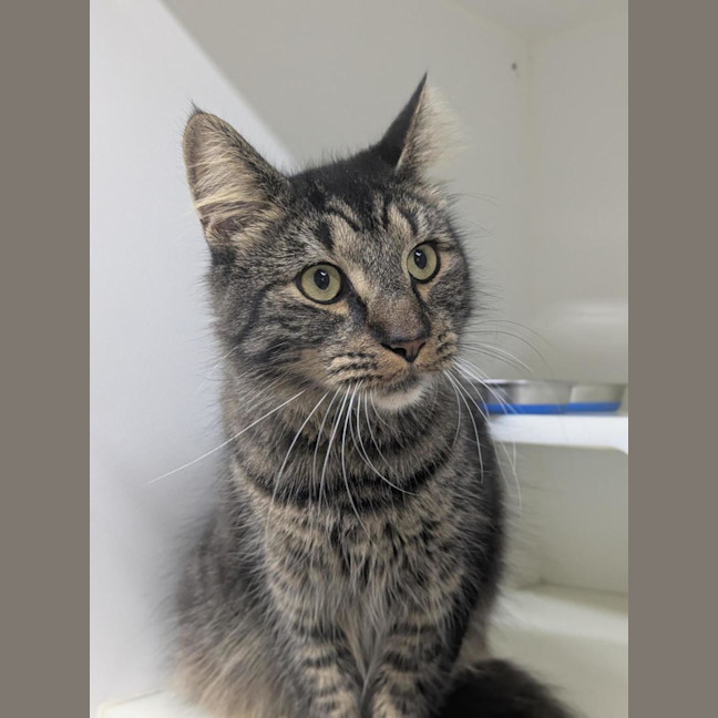 Photo of 🩵 Kovu 6979 🩵