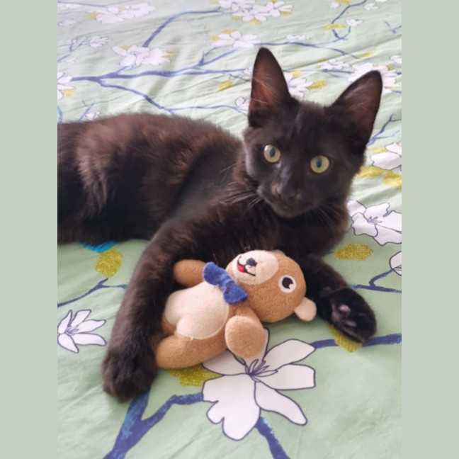 Photo of Trickle  Meet Me At Pe Tstock Milperra