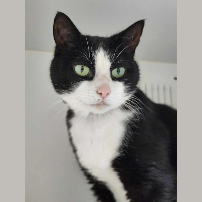 Photo of 🦨 Pepe 6506 🦨