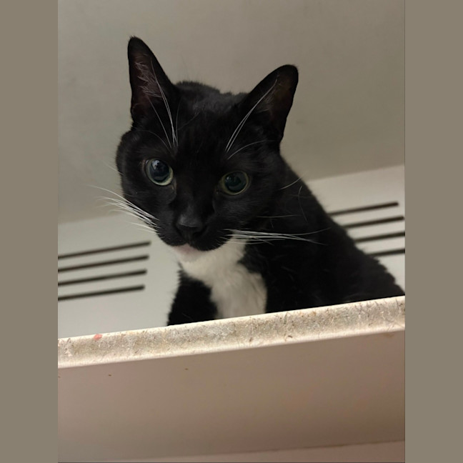 Photo of Smokey 