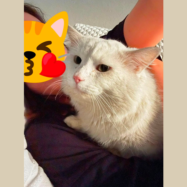 Photo of Bojangles
