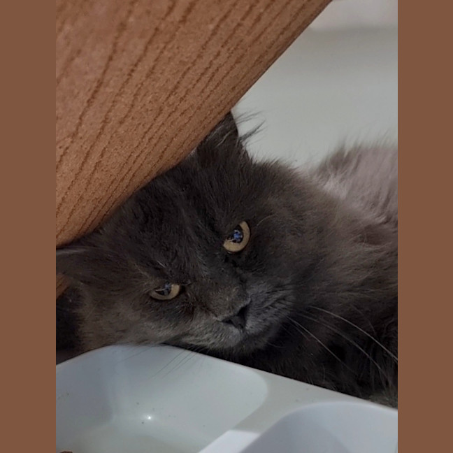 Photo of Mochi