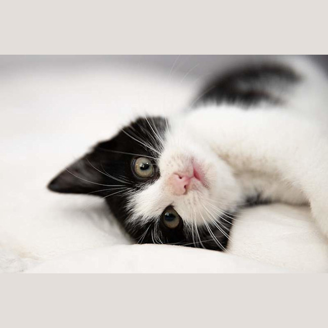 Photo of Button
