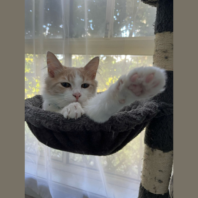 Photo of Cooper
