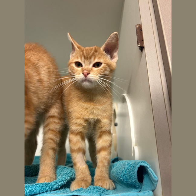 Photo of Otis