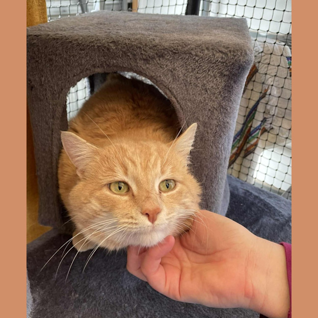 Photo of Axel**2nd Chance Cat Rescue**