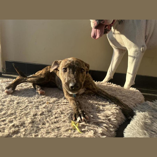 Photo of Dakota