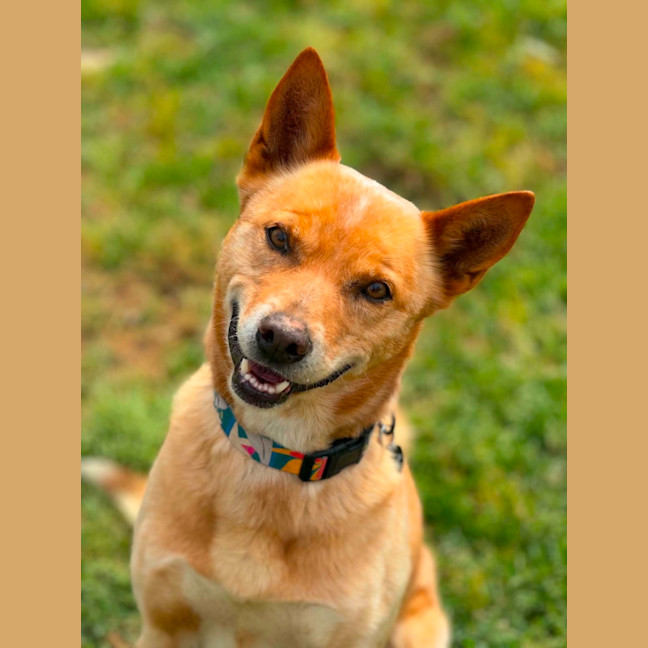 Photo of Nacho
