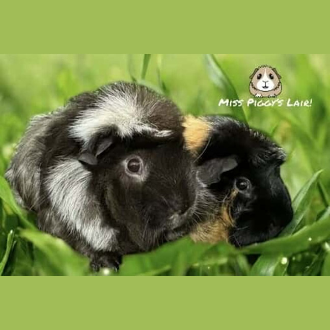 Photo of Bob & Ziggy