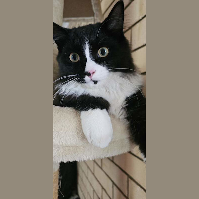 Photo of Tommy
