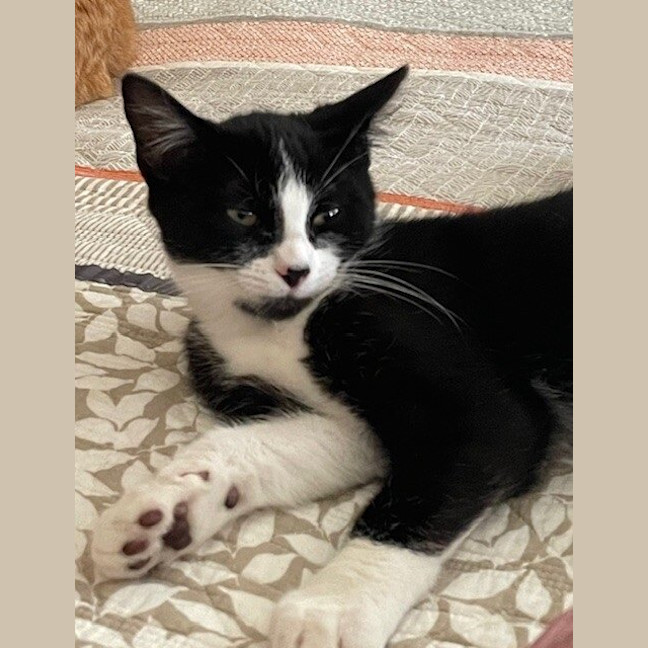 Photo of Milo