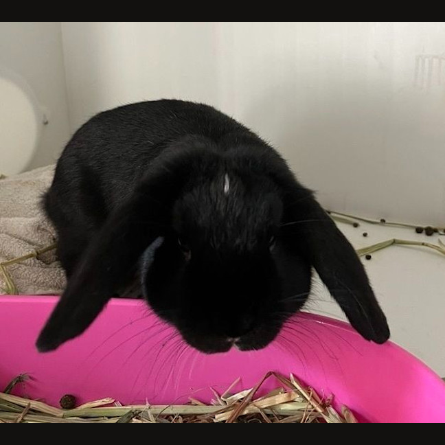 Photo of Daffy