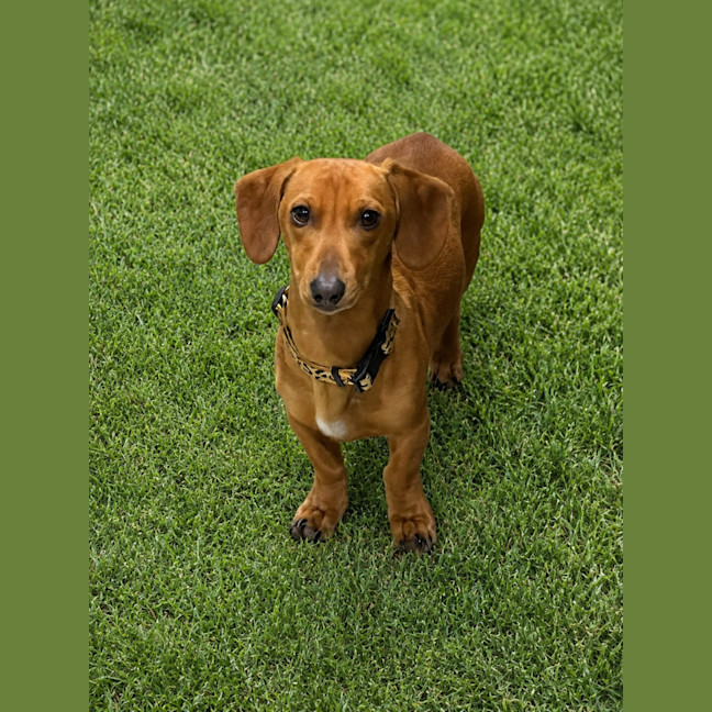 Photo of Hank The Sausage!