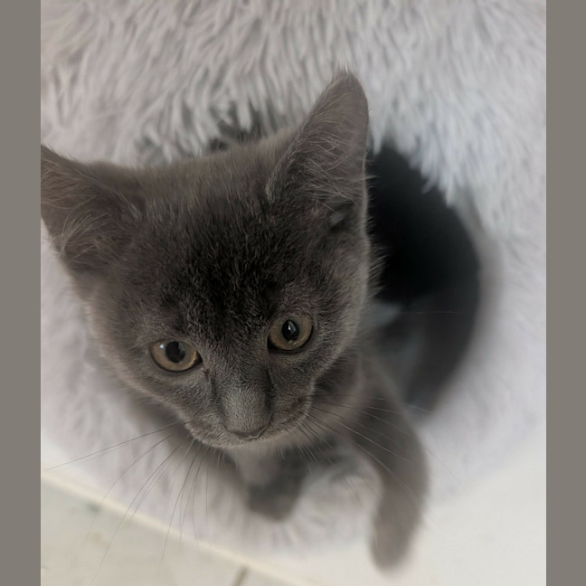 Photo of Pippin