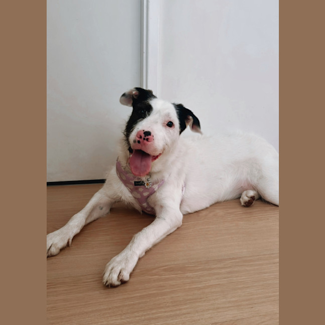 Photo of Zoey   1 Year Old Wolfhound X