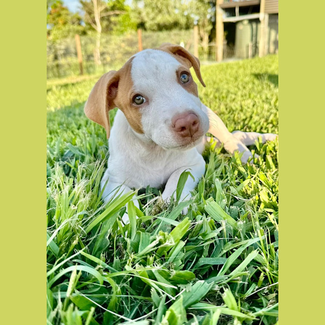 Photo of Reggie/Jingle