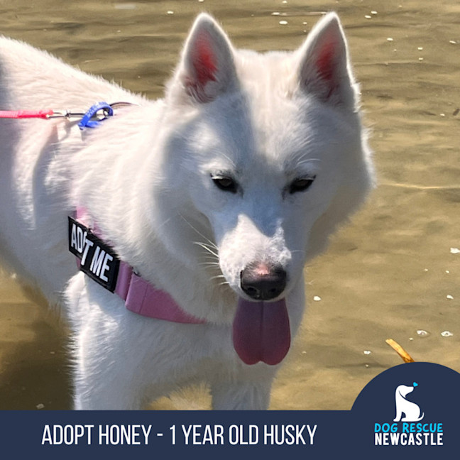 Photo of Honey   1 Year Old Husky