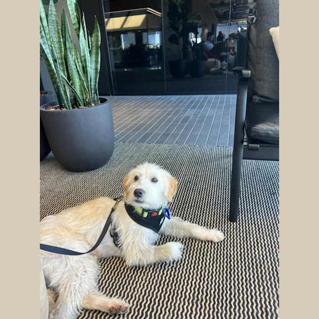 Photo of Comet   1 Year Old Maltese X Poodle