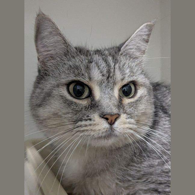 Photo of 🧶 Mittens 7012 🧶