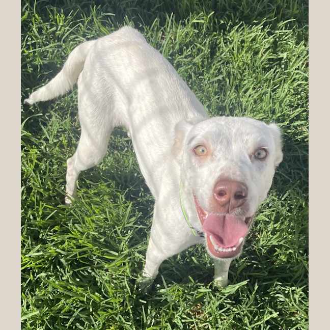 Photo of Pickles