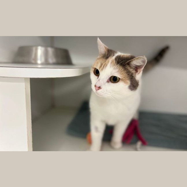 Photo of Toot