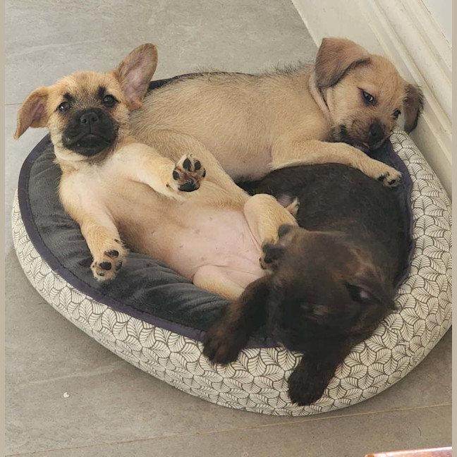 Photo of Pokemon Puppies