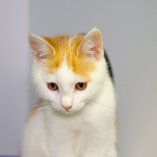 Photo of Abu