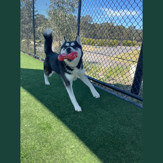 Photo of Charlotte Imp 1544