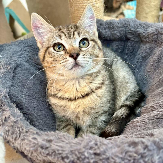 Photo of Willow