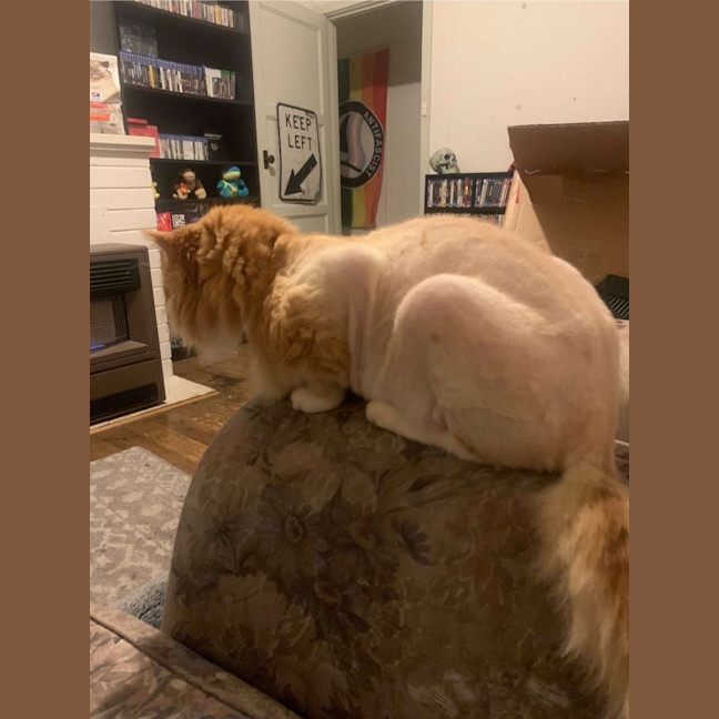 Photo of Chicken Wing