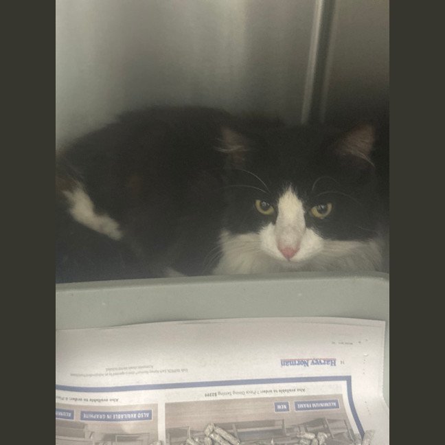 Photo of Sylvester