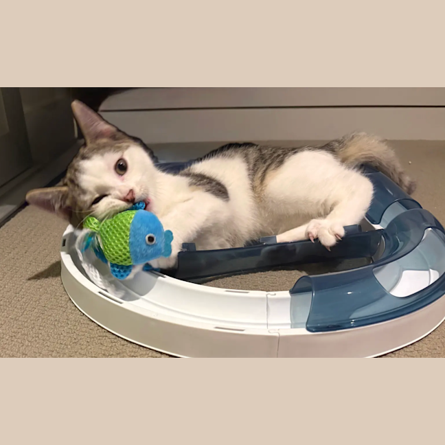 Photo of Chester