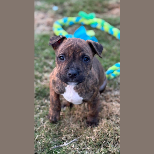 Photo of Queen Of Hearts 