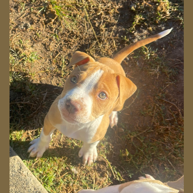 Photo of Louie