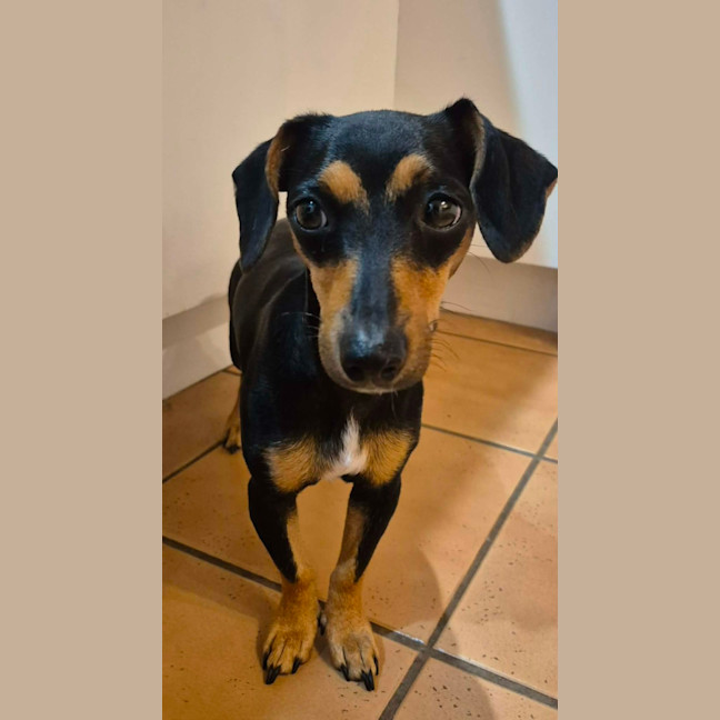 Photo of Olive