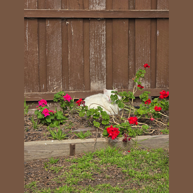Photo of Cat