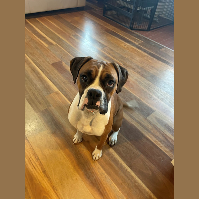 Photo of Rosie & Zeus