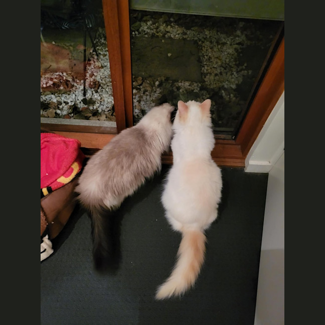 Photo of Bobby & Brown *9 Lives Project Rescue*