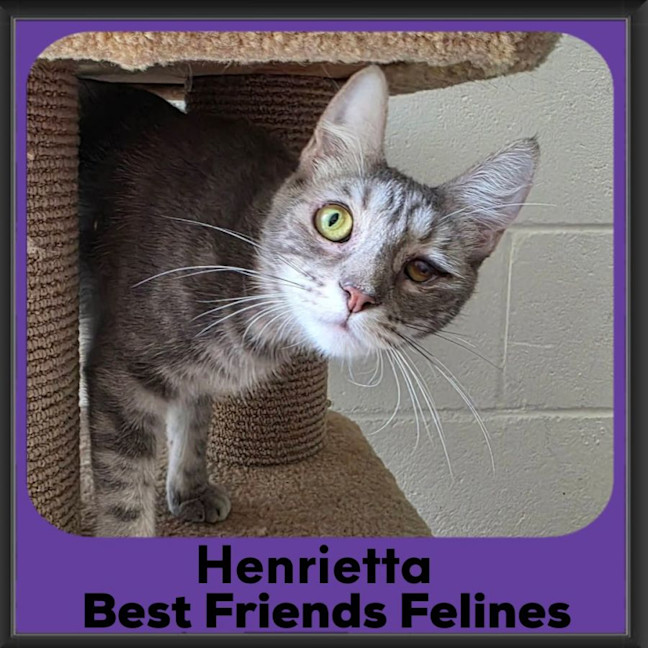Photo of Henrietta 