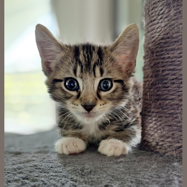 Photo of 🍞 Toast 🍞