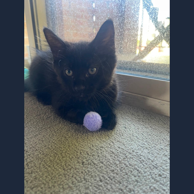 Photo of Storm
