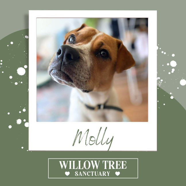 Photo of Molly