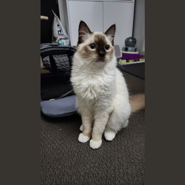 Photo of Zorro